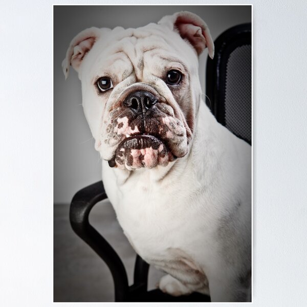 Item preview, English Bulldog designed and sold by Carlos Restrepo.