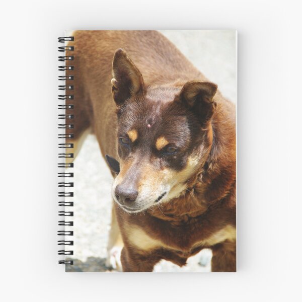 Item preview, Bob designed and sold by Norman Repacholi | Keystone Photography.