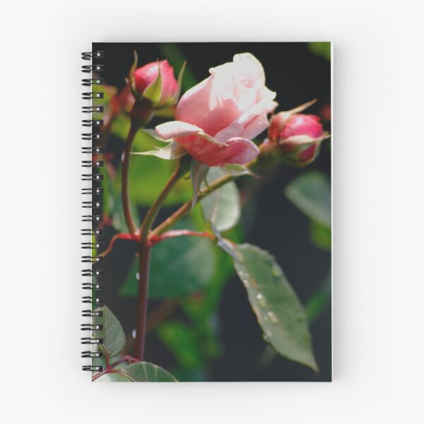 Artikelvorschau, Rose entworfen und verkauft von Nith.