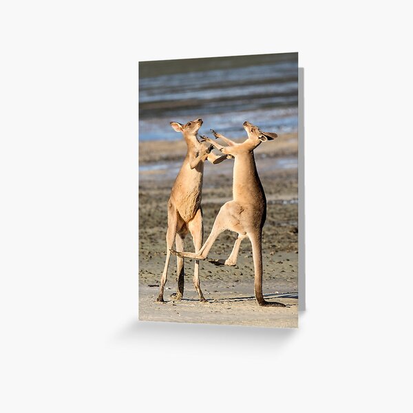 Boxing Kangaroos, Toorbul, Queensland Greeting Card
