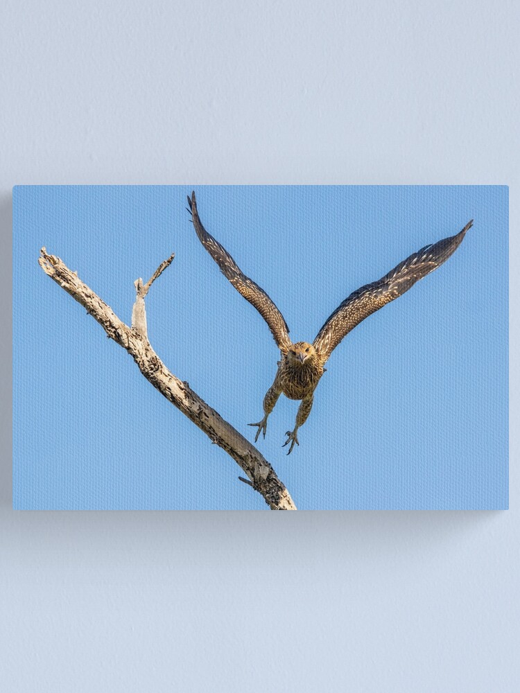 Alternate view of Whistling Kite, Northern Territory Canvas Print