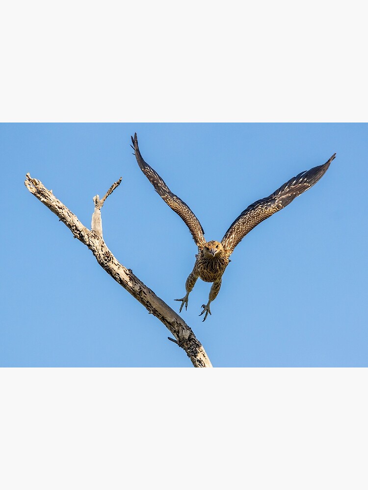 Whistling Kite, Northern Territory by AndrewGoodall