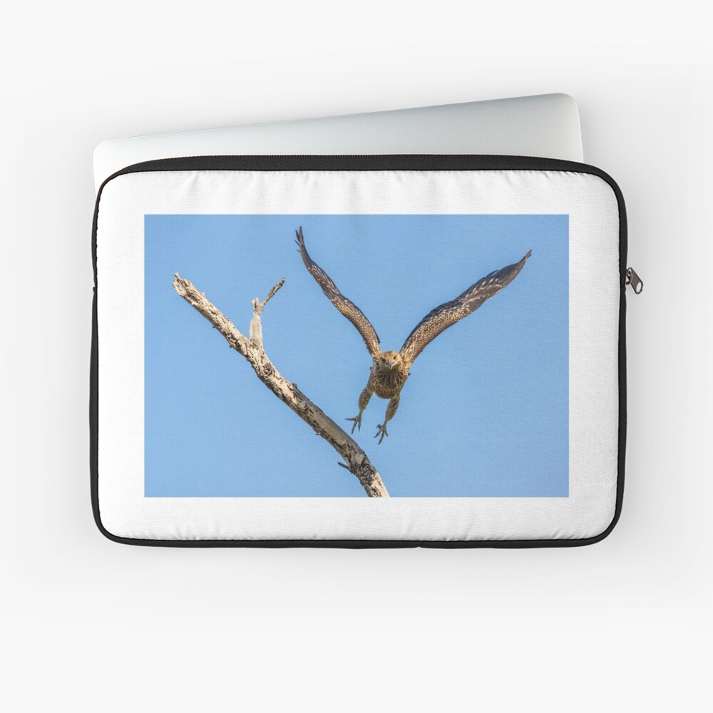 Whistling Kite, Northern Territory Laptop Sleeve