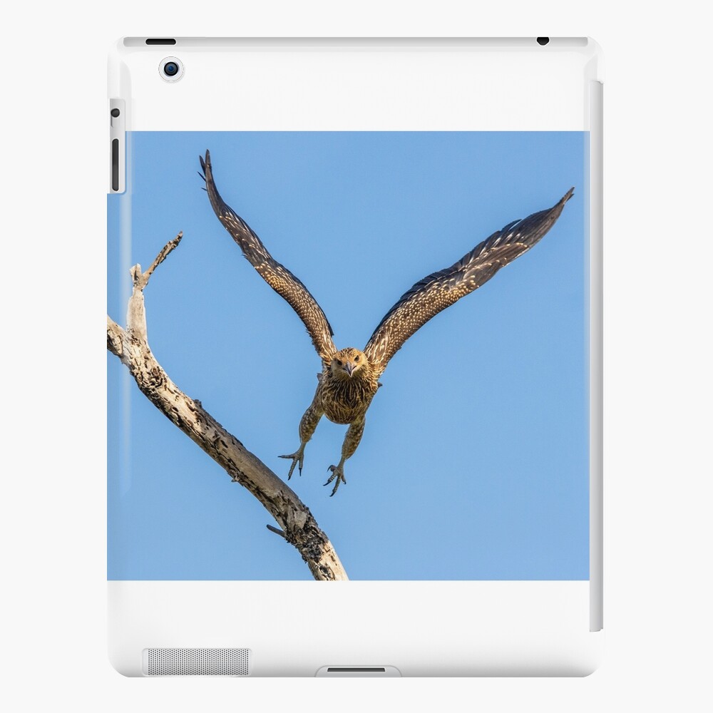 Whistling Kite, Northern Territory iPad Case & Skin