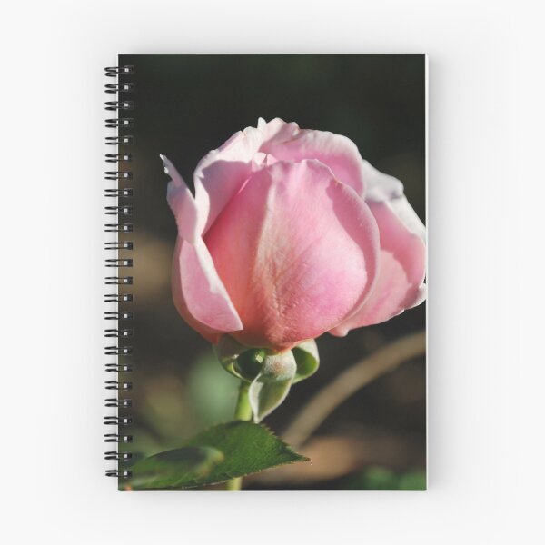 Item preview, Rosa 'Brother Cadfael' designed and sold by Julie Sherlock.