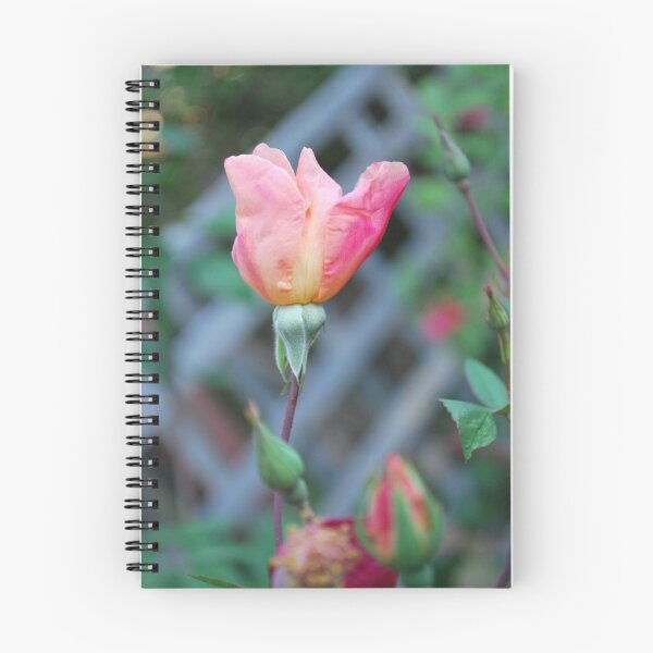 Item preview, Rosa 'Mutabilis' designed and sold by Julie Sherlock.