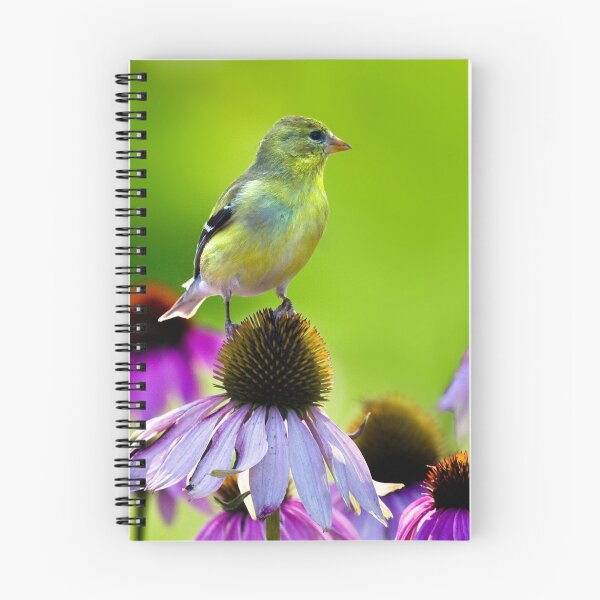 Aperçu de l'œuvre  Female Gold Finch créée et vendue par DavidHoefer.