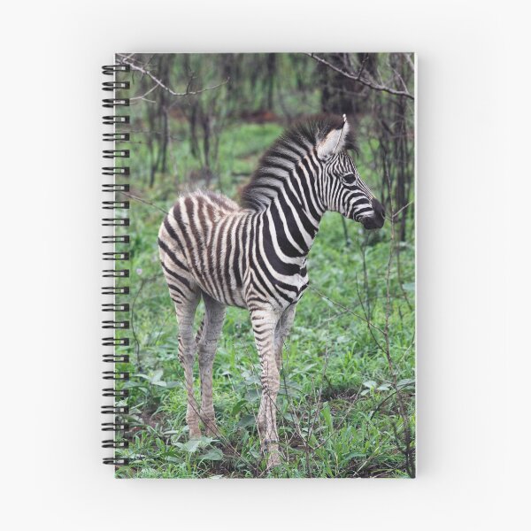Item preview, Zebra in Kruger National Park designed and sold by Philip James Filia.