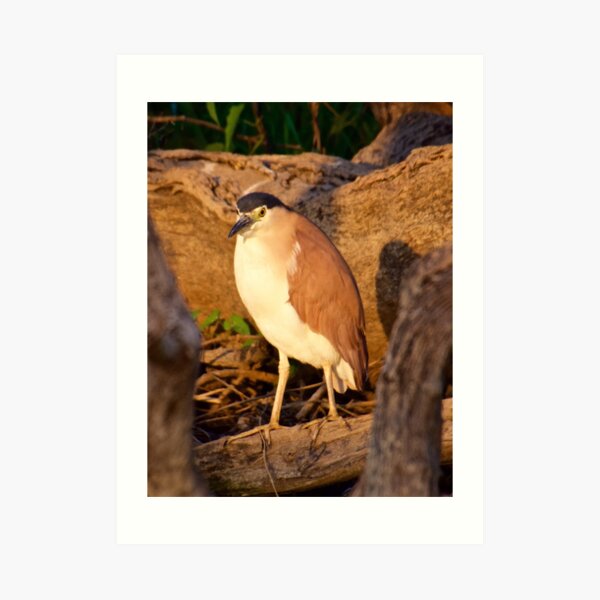NT ~ WADER ~ Nankeen Night Heron by David Irwin ~ WO Art Print