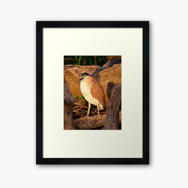 NT ~ WADER ~ Nankeen Night Heron PYA8MU5E by David Irwin ~ WO Framed Art Print