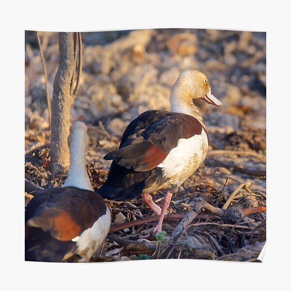 NT ~ WATERFOWL ~ Radjah Shelduck by David Irwin ~ WO Poster