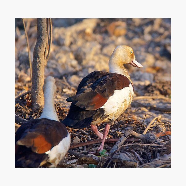 NT ~ WATERFOWL ~ Radjah Shelduck RQDCVG3D by David Irwin ~ WO Photographic Print