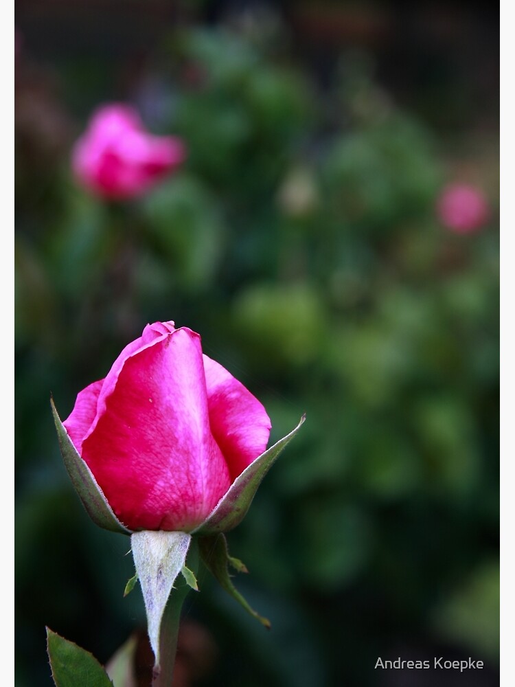 Thumbnail 3 of 3, Journal, Pink rose designed and sold by mistered.