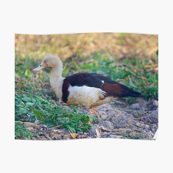 NT ~ WATERFOWL ~ Radjah Shelduck CVUD4LRT by David Irwin ~ WO Poster