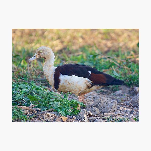 NT ~ WATERFOWL ~ Radjah Shelduck by David Irwin ~ WO Photographic Print