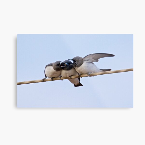 NT ~ SWALLOW ~ White-breasted Woodswallow 2GR7JFC9 by David Irwin ~ WO Metal Print