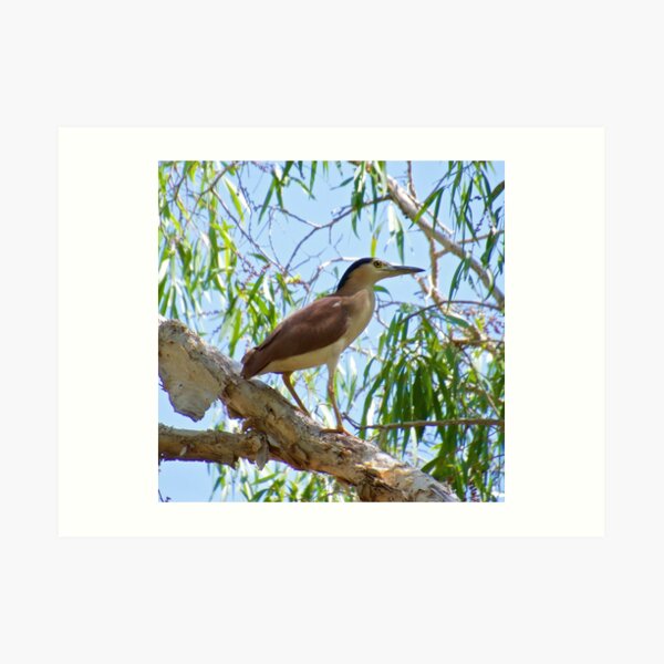NT ~ WADER ~ Nankeen Night Heron P6QPJWN6 by David Irwin ~ WO Art Print