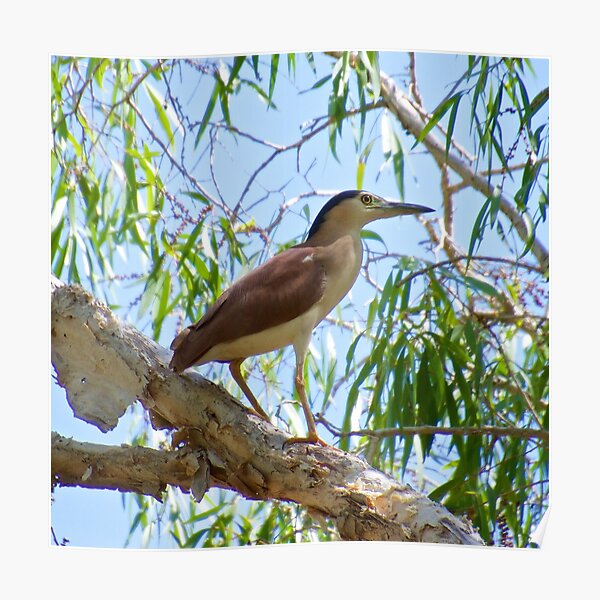 NT ~ WADER ~ Nankeen Night Heron by David Irwin ~ WO Poster