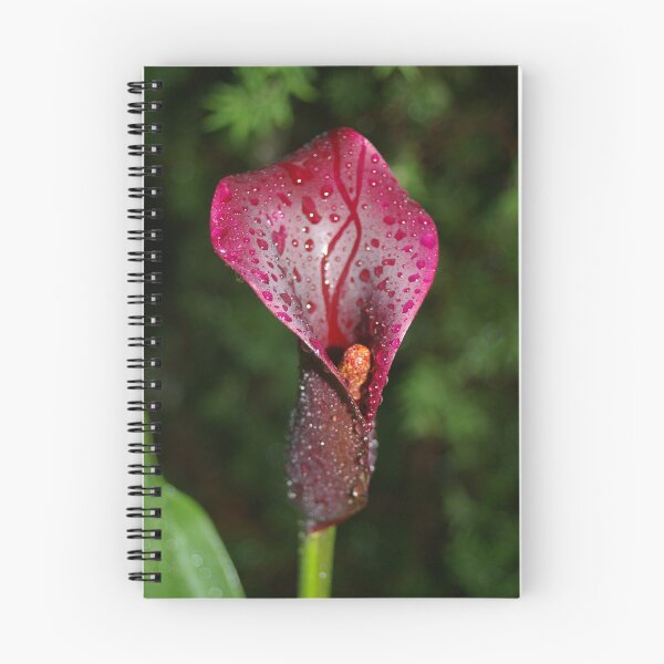 Item preview, Black Calla Lily designed and sold by Melanie Roberts.