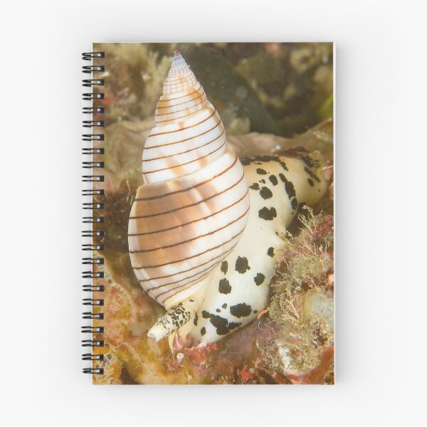 Artikelvorschau, Sea Snail entworfen und verkauft von Dan Sweeney.