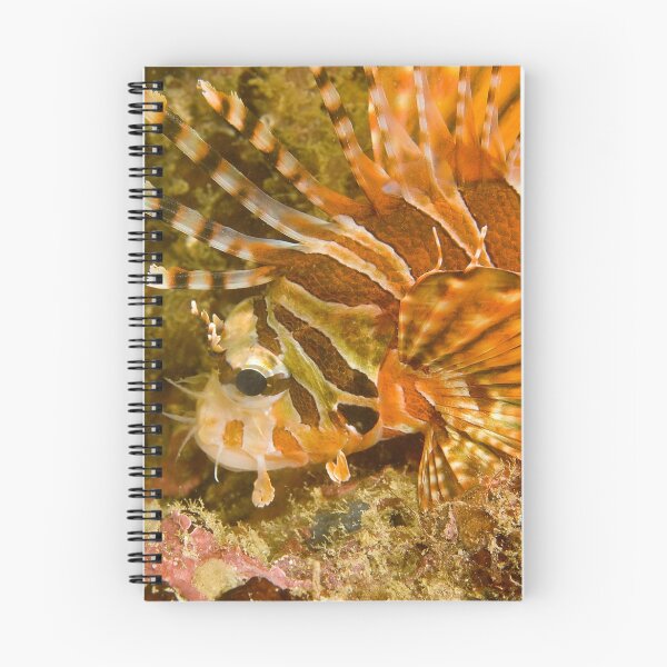 Artikelvorschau, Lionfish entworfen und verkauft von Dan Sweeney.