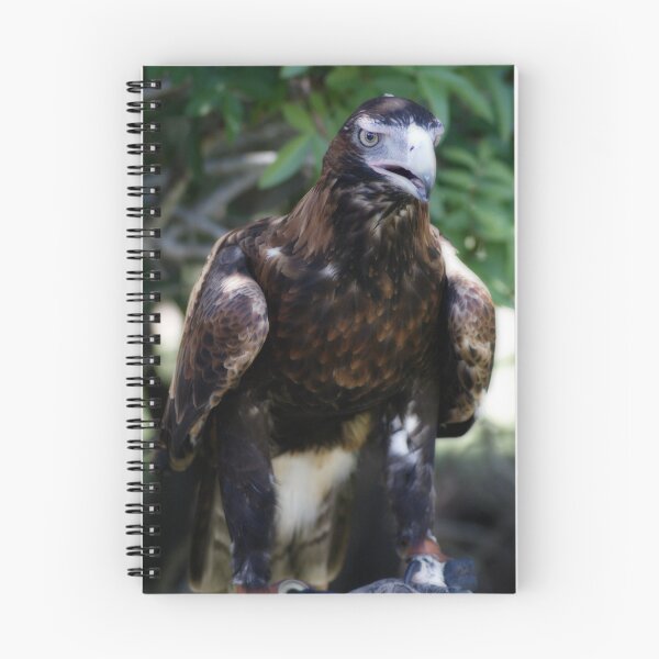 Artikelvorschau, wedge tail eagle entworfen und verkauft von noddy13.