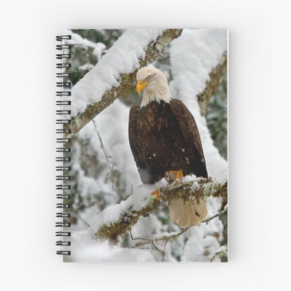 Aperçu de l'œuvre Snowy Eagle créée et vendue par JWallace.