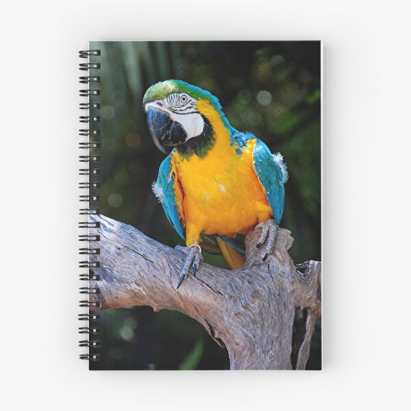 Artikelvorschau, Macaw Adelaide Zoo entworfen und verkauft von patapping.