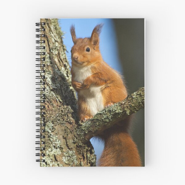 Item preview, Red Squirrel Portrait designed and sold by wildlifephoto.