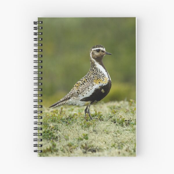 Item preview, Golden Plover designed and sold by wildlifephoto.