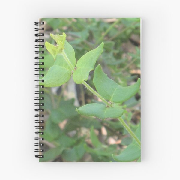 Item preview, Gastrolobium Papilio (Papilionaceae) - Critically Endangered designed and sold by Skyhorse.