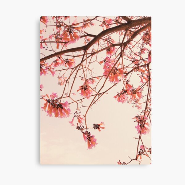 Pink Flowery Tree in Blooms Canvas Print