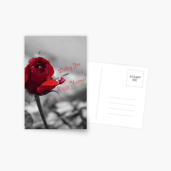Winter Rose Christmas Card Postcard