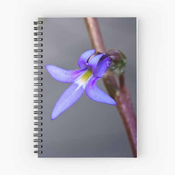 Item preview, Blue Lobelia - Lobelia gibbosa designed and sold by Paul Piko.