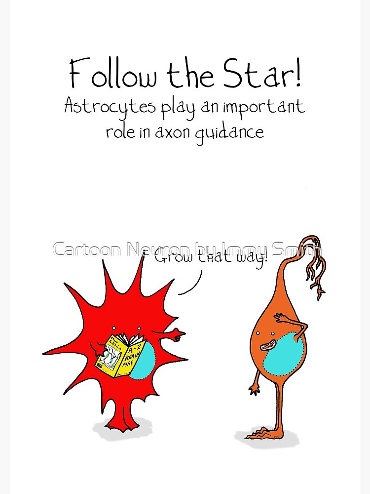 Astrocytes: follow the star! by Immy