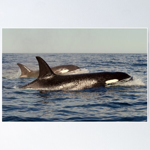 Item preview, Orca pair designed and sold by DebYoung.