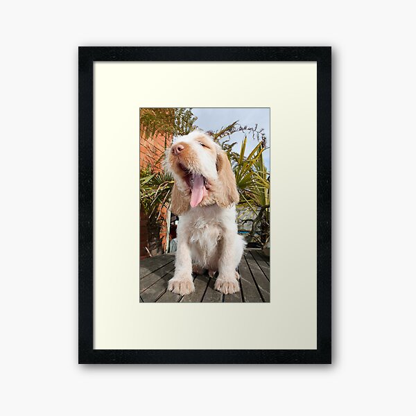 Yawning Spinone Puppy Framed Art Print