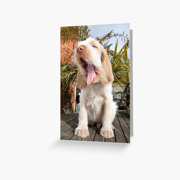 Yawning Spinone Puppy Greeting Card