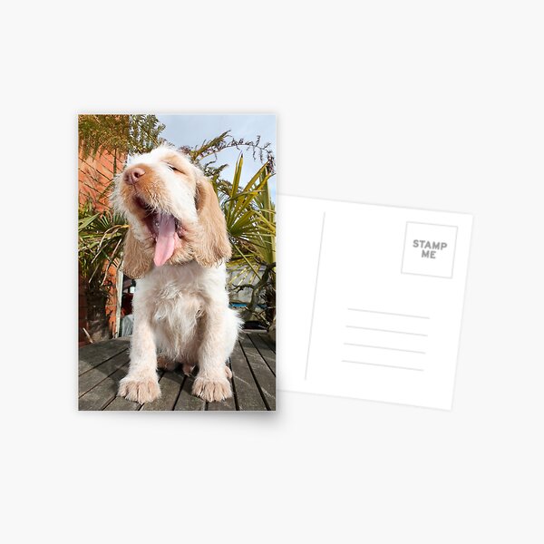 Yawning Spinone Puppy Postcard