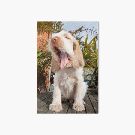 Yawning Spinone Puppy Art Board Print