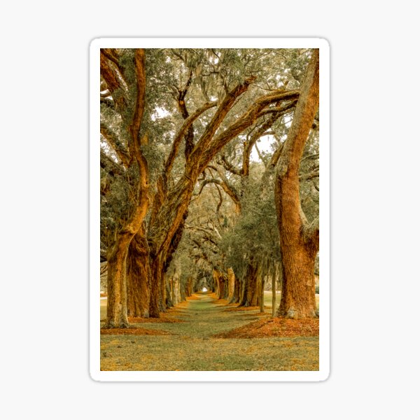 Item preview, Avenue of Oaks designed and sold by dbvirago.