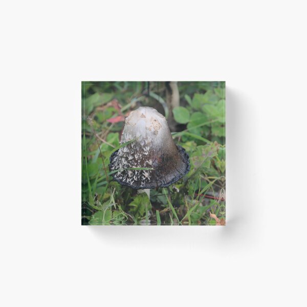 Item preview, Shaggy Ink Cap - Coprinus comatus designed and sold by AnnDixon.