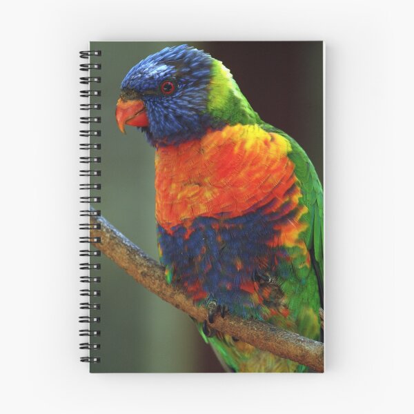 Item preview, Rainbow Lorikeet designed and sold by margotk.