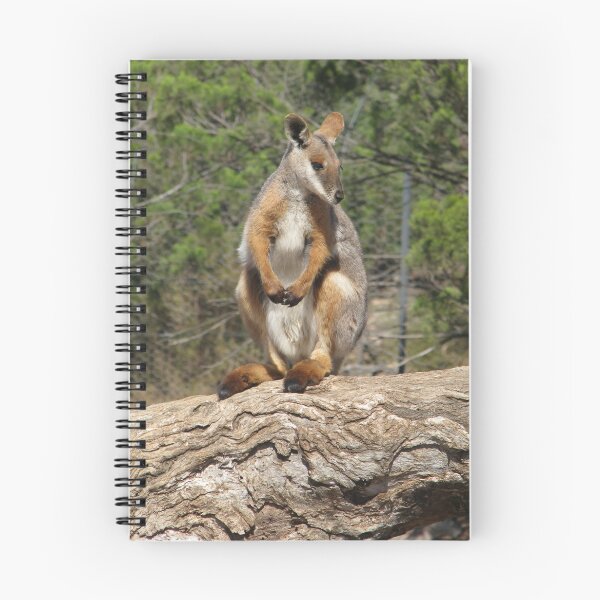 Item preview, Yellow footed Rock Wallaby at Monarto Zoo. designed and sold by Mel1973.