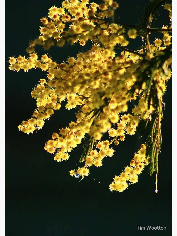 Wattle Blossom by wootton60