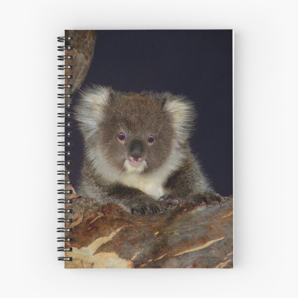 Aperçu de l'œuvre Koala Cub créée et vendue par Adam Cole.