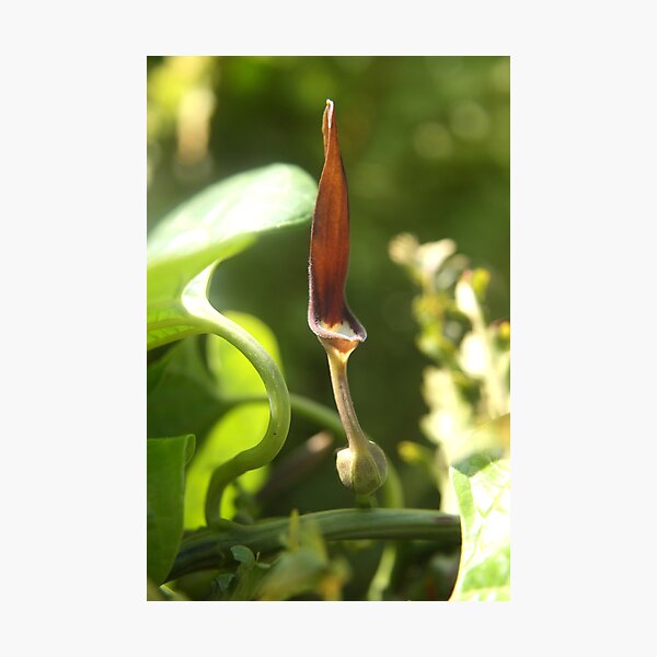 Artikelvorschau, Aristolochia ( Dutchmans pipe) entworfen und verkauft von robmac.