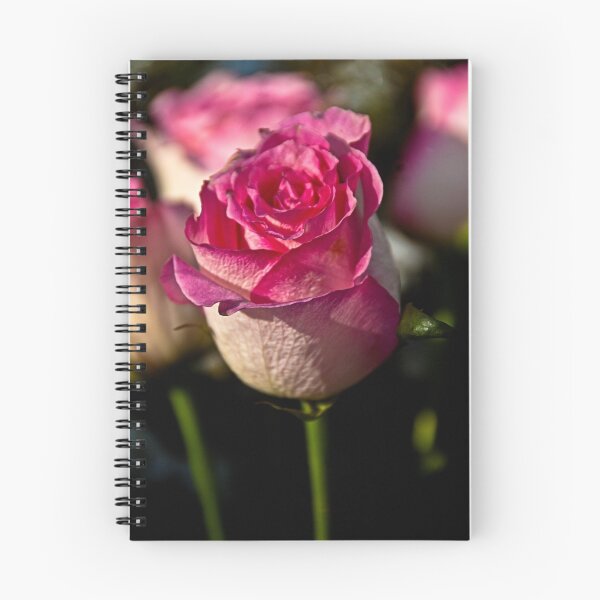 Artikelvorschau, Pink Rose entworfen und verkauft von Brian Walter.