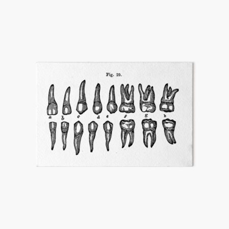 Artikel-Vorschau von Anatomie der Zähne - Jahrgang 1850, designt und verkauft von WorldLily.
