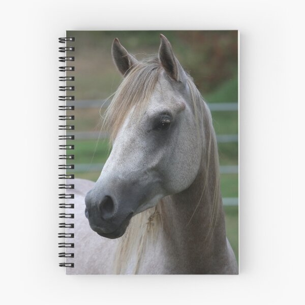 Item preview, Grey Arabian Colt designed and sold by Sharon Morris.